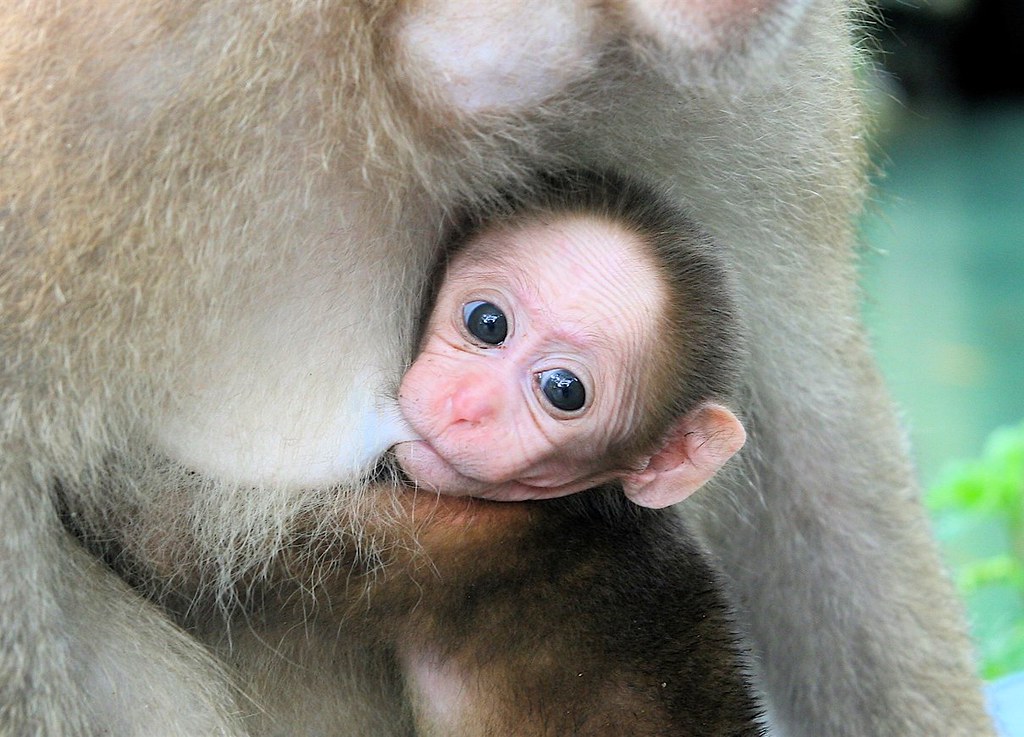 image of a monkey